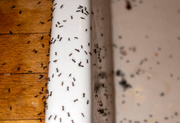 Best Pest Control Near Me  in New Port Richey East, FL