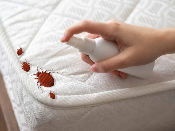 Best Mosquito Control Services  in New Port Richey East, FL
