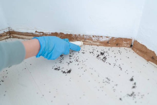 Best Affordable Pest Control Services  in New Port Richey East, FL
