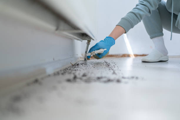 Best Local Pest Control Services  in New Port Richey East, FL